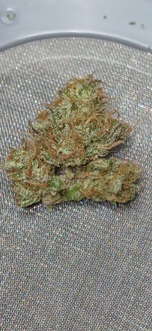 newest ggs setup grow — harvest, day 96