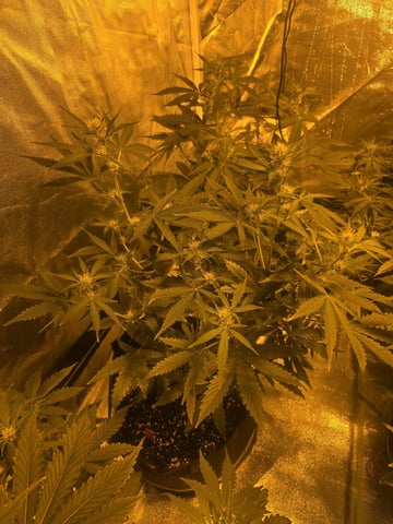 3rd Auto Grow — flower, day 58