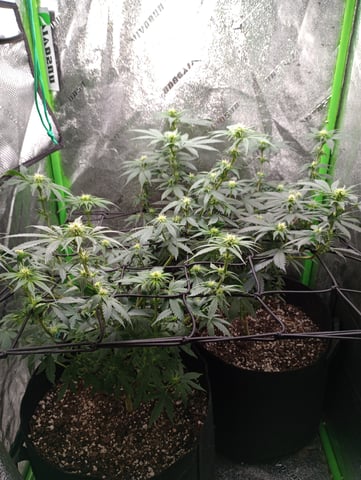 All Aboard!!! — flower, day 83