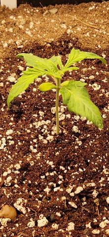 New Strains — vegetative, day 20