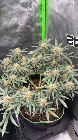 Midsummer Outdoor — flower, day 71