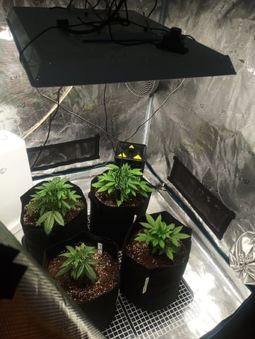 First Time Growing  — vegetative, day 17
