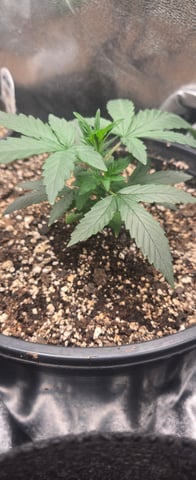 DeathStar, Grease Monkey, Goat Latto, Northern Lights — vegetative, day 39