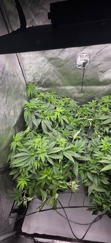 Maple Nectar  — vegetative, day 41