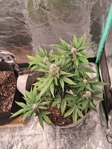 Lemon Cherry Cookies, Purple Haze and Strawberry Gorilla Grows — grow_setup, day 1