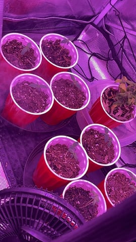 New Photos  — seedling_rooting, day 15