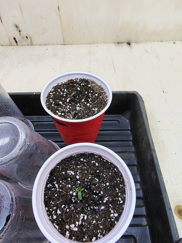 garage set up — seedling_rooting, day 2