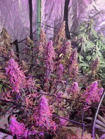 2025-26 — flower, day 91