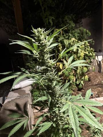 new seeds grow #2 — flower, day 76