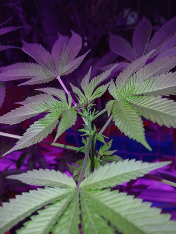 triangle kush  — flower, day 51