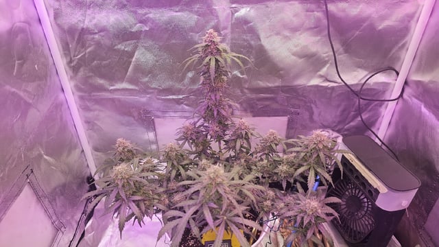 first grow adventure  — flower, day 81