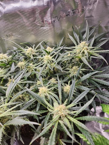 Autoflower grow. my first grow  — flower, day 55