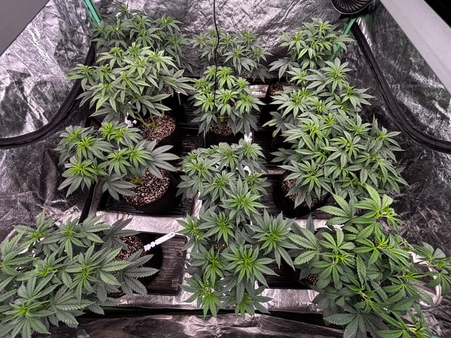 Pink Passion Fruit — flower, day 52