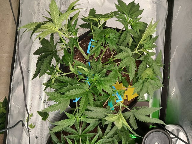 fruity pebbles, cap junky — vegetative, day 46