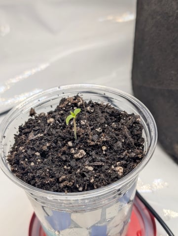 Cinderella 99 — grow_setup, day 2