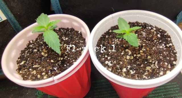 F1 apollo — vegetative, day 1