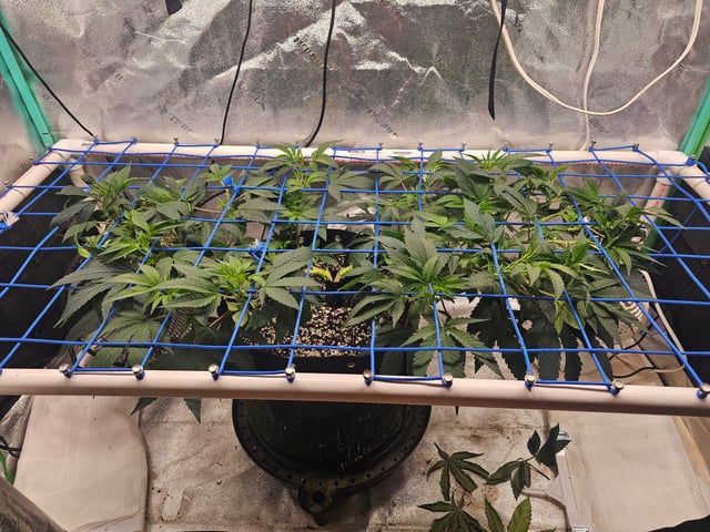scrog from cut.  — vegetative, day 1