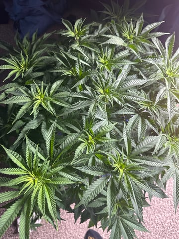 Grow#2 — flower, day 43