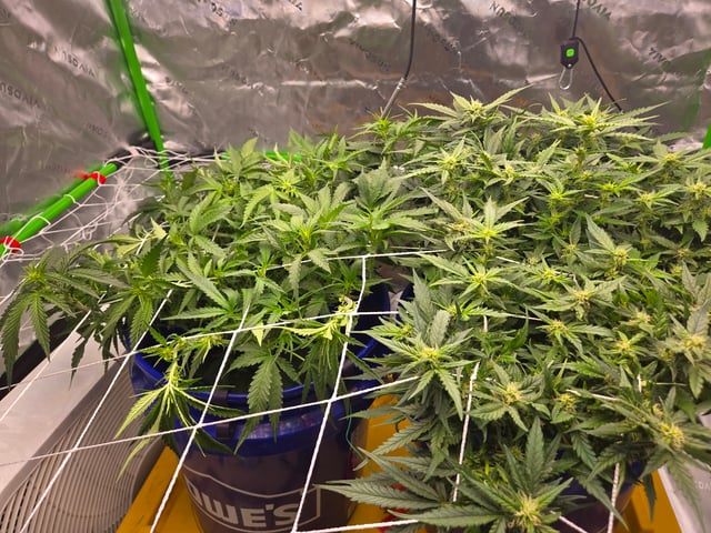 Fastbuds Autoflower Run — flower, day 62