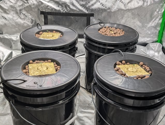 Acapulco Gold  — seedling_rooting, day 8