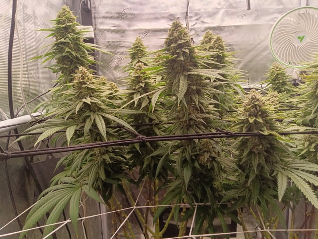 Starfighter/Ohio Guptilla Hybrid — flower, day 36