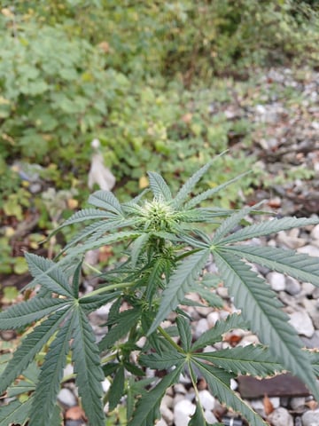 Gas#1? — flower, day 44
