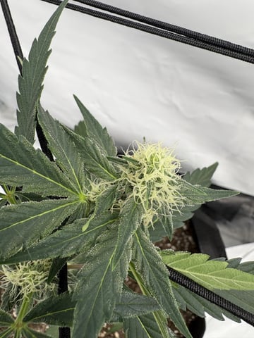 My First Grow — flower, day 38