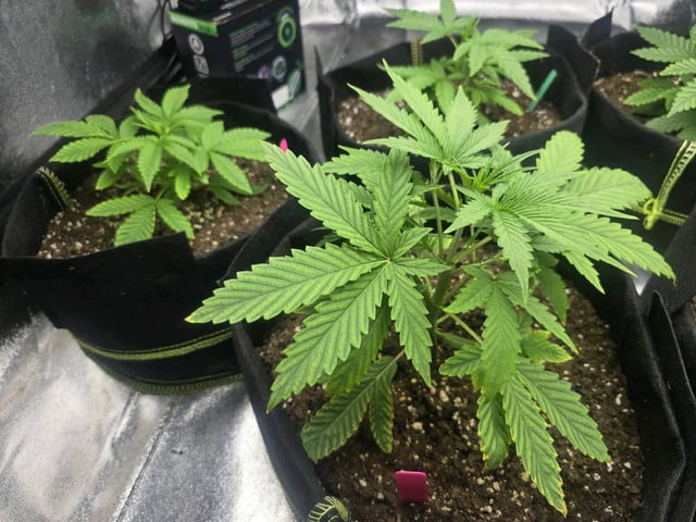 3rd Auto Grow — vegetative, day 43