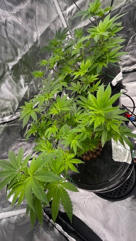 1st Ever Grow (Fat Bastard)(RDWC)  — vegetative, day 79