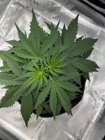 Indoor — vegetative, day 27