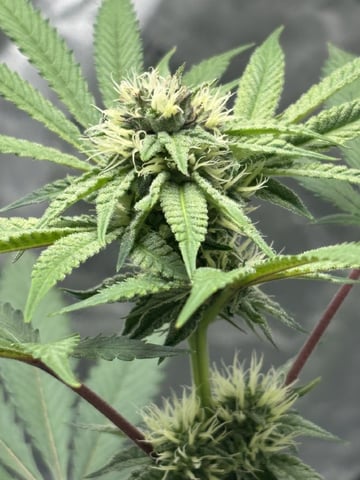 white widow — flower, day 28