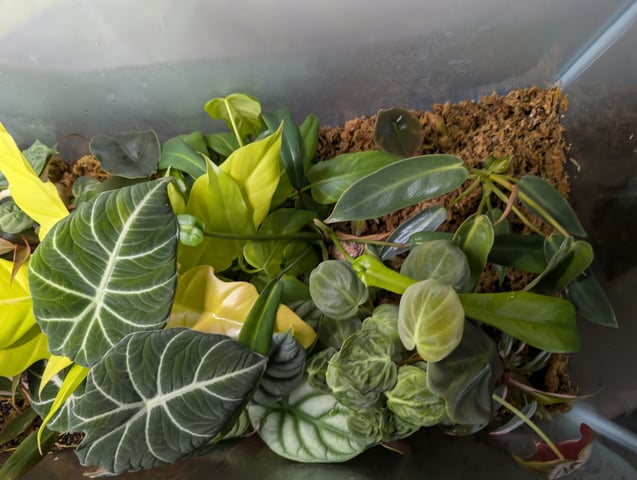 See what grows — vegetative, day 175