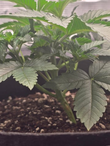 Northern lights #10 (Alaska) — vegetative, day 20