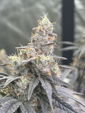 Humboldt, Hella Jelly. Jelly Donut  — flower, day 97