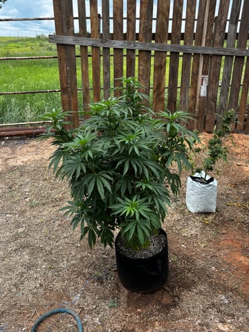 Outdoor Grow — vegetative, day 94