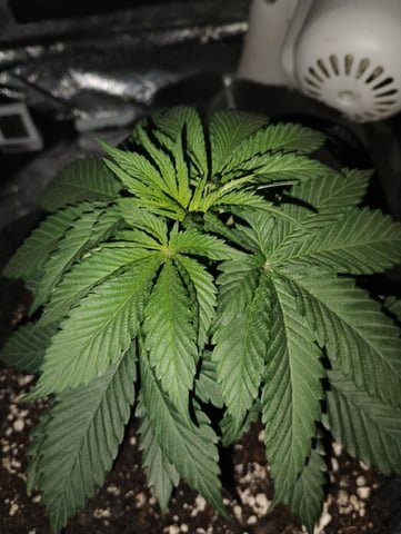 Beginner grower  — vegetative, day 14