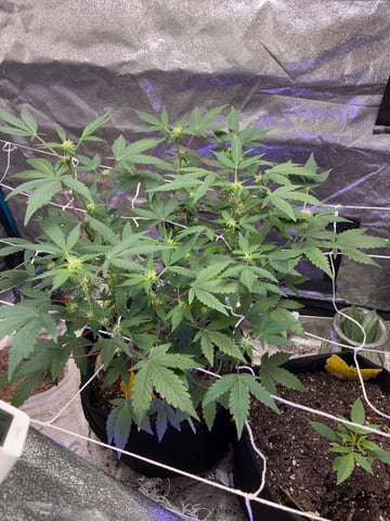 trainwreck auto — flower, day 53