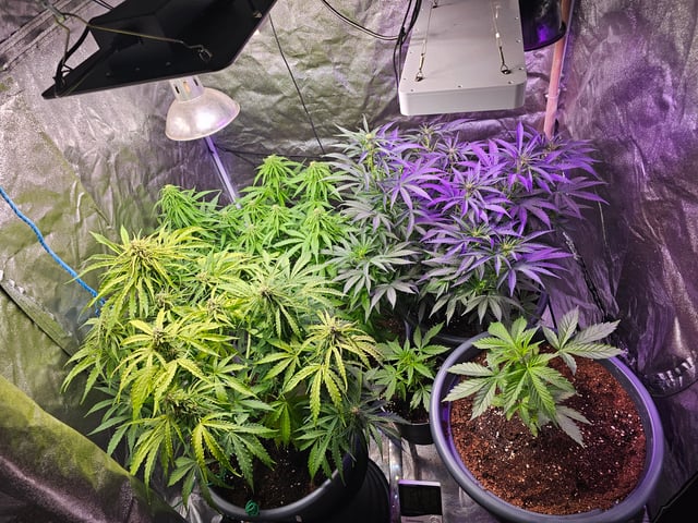 Cheshablue  — flower, day 31