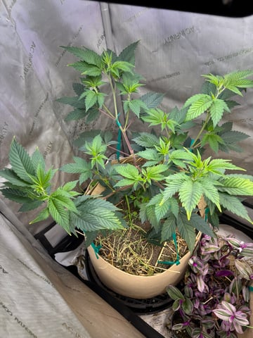 grow 4 — vegetative, day 24