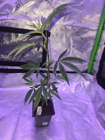 MOTHER ROOM — vegetative, day 3
