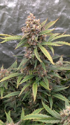Strawberry Cheesecake Seedsman Seeds Autoflowers x2 — flower, day 101
