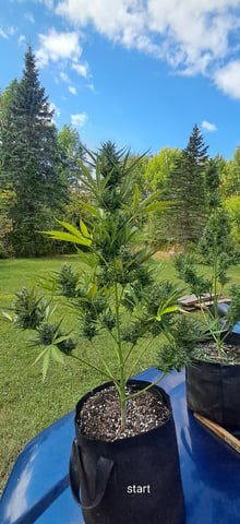 Outdoor Grow  — harvest, day 23