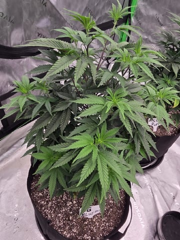 Summer 2026 Grow — flower, day 8
