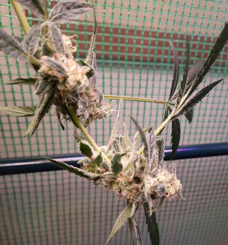 Blackberry kush — vegetative, day 96