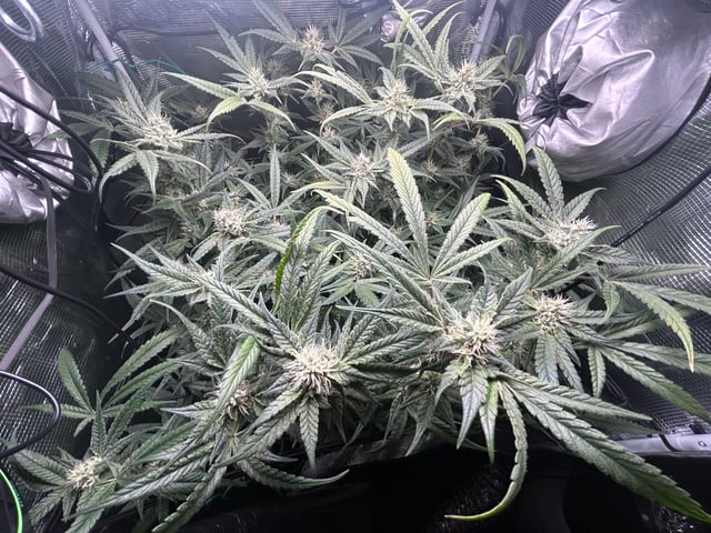 2nd Run — flower, day 122