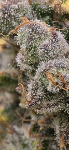Maple Nectar  — flower, day 109