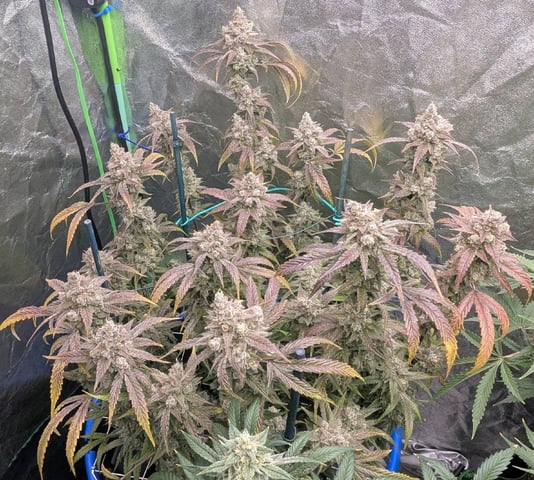 Mixed Grow — flower, day 100
