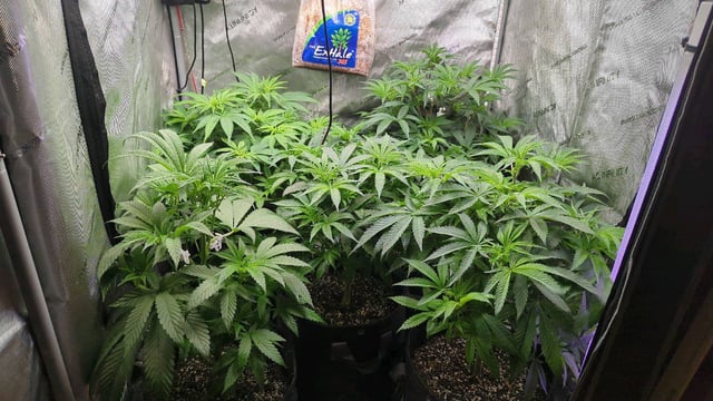 1st Photo Run — vegetative, day 3