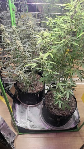 Gelato & Amnesia  — flower, day 66