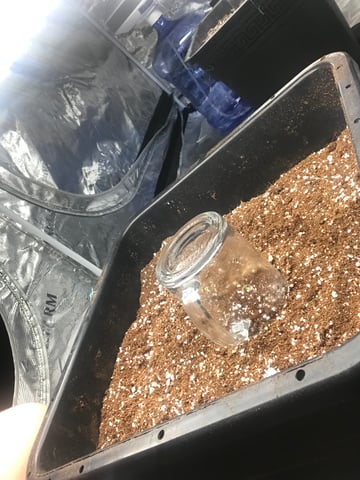 ripleys og — seedling_rooting, day 1